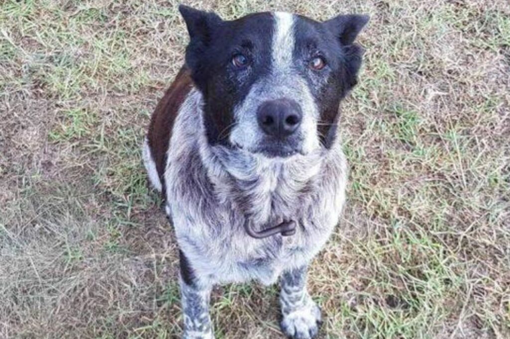 rescue dog