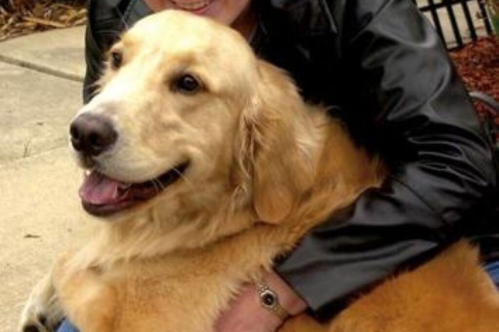 rescue dog