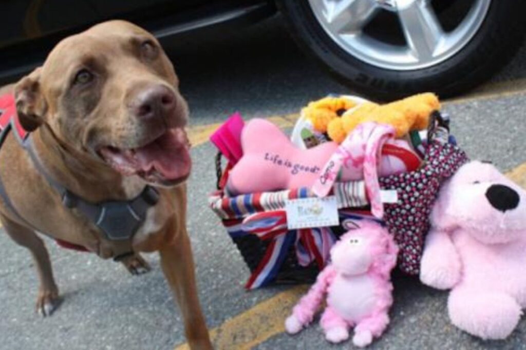 Rescue dog