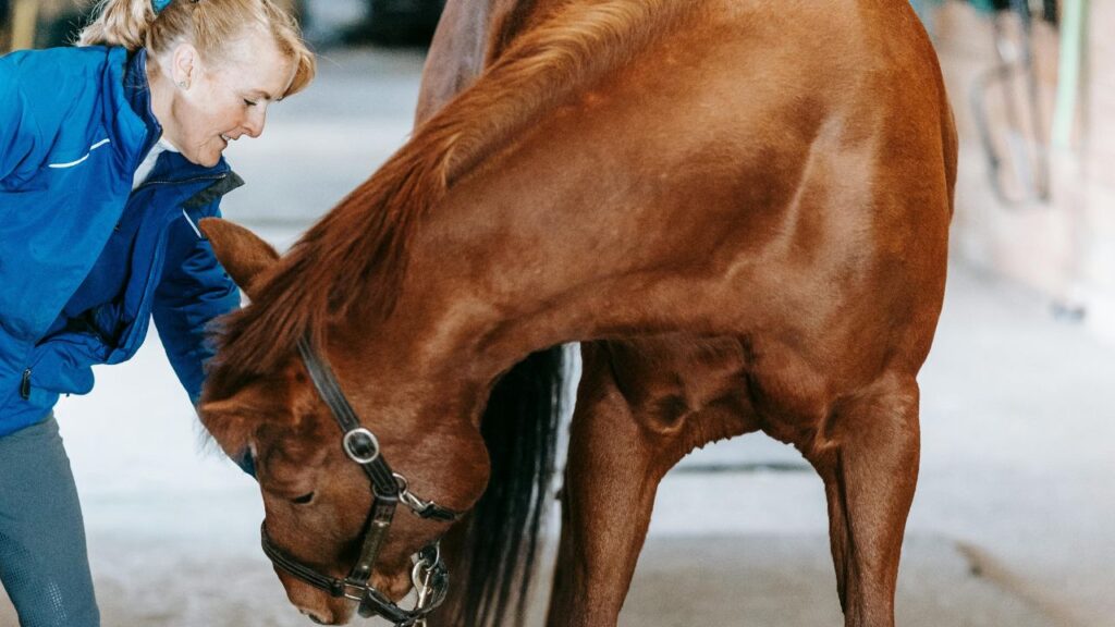 Woman grooming horse