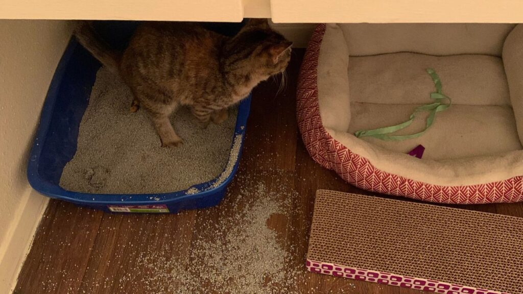 Cat digging litter box