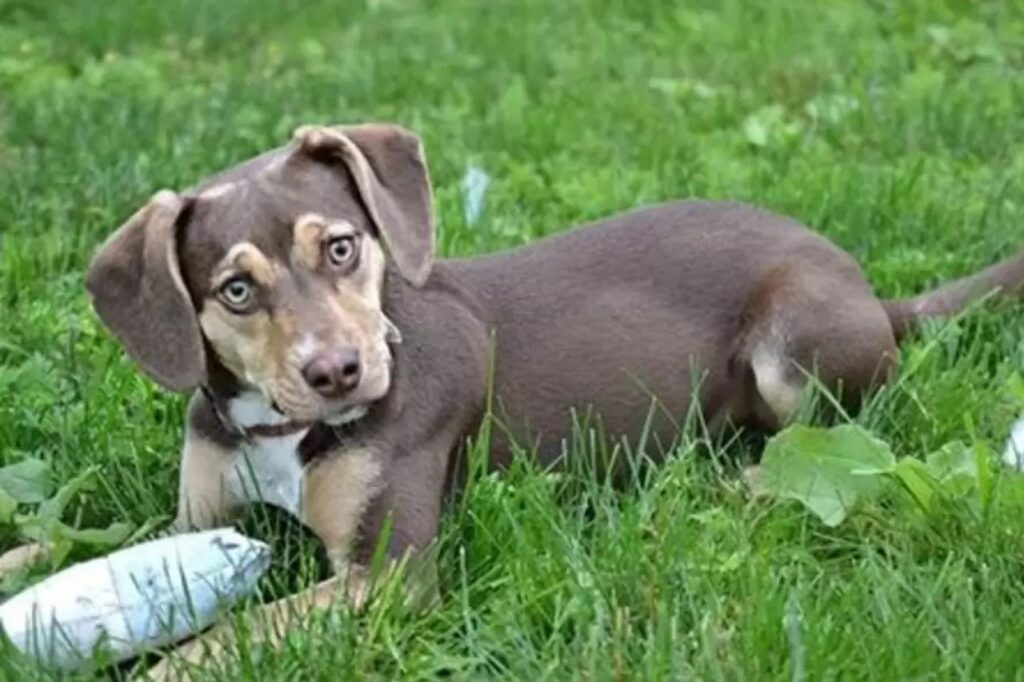 Rescue dog