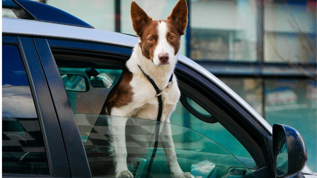 Border Collie inside a car