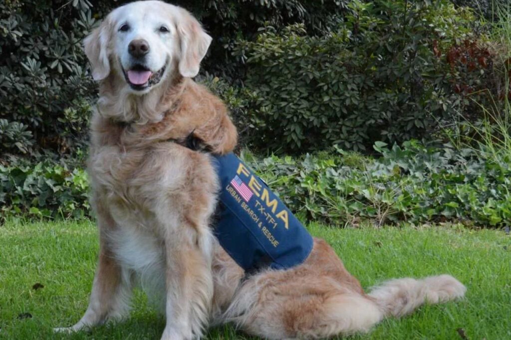 Rescue Dog