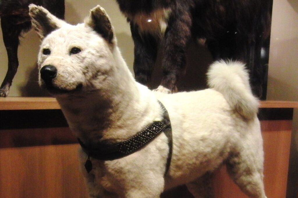 Hachiko