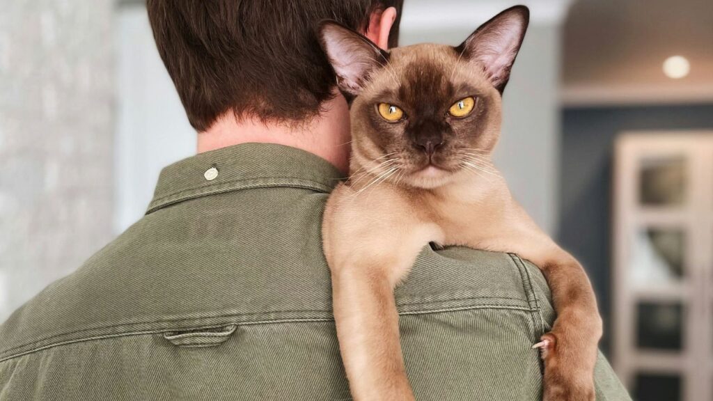 Burmese cat with owner