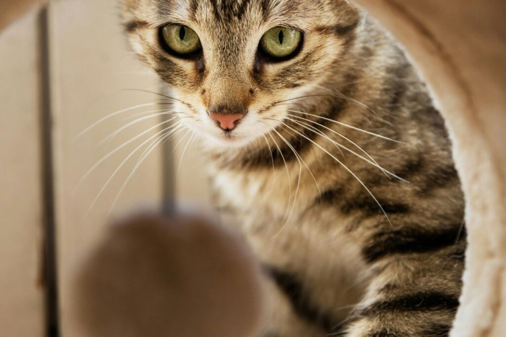 cat