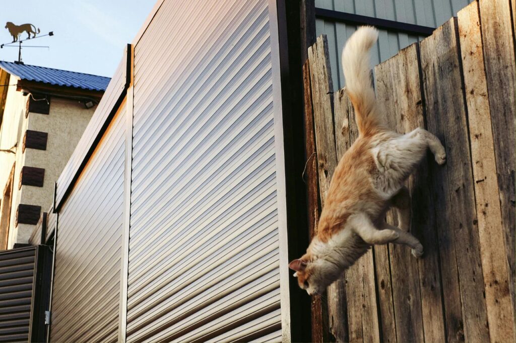 Cat jumping