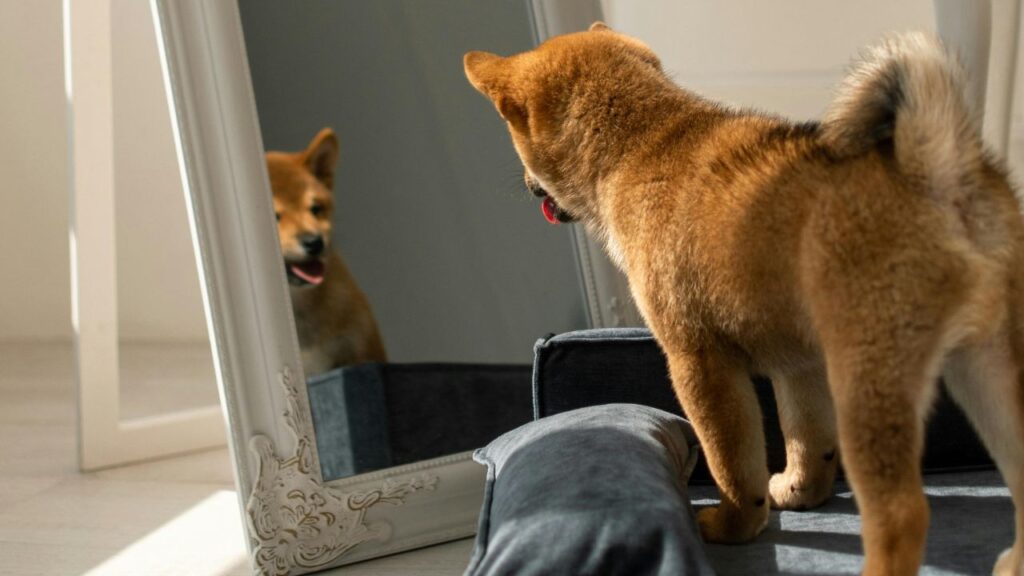 Dog Infront of mirror