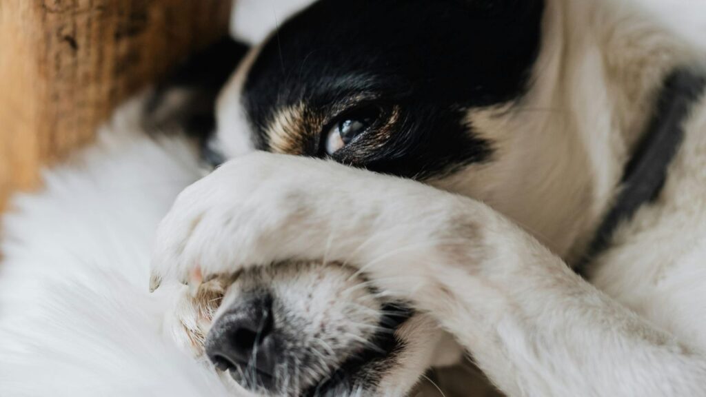 Close Up Photo of a Introvert Dog
