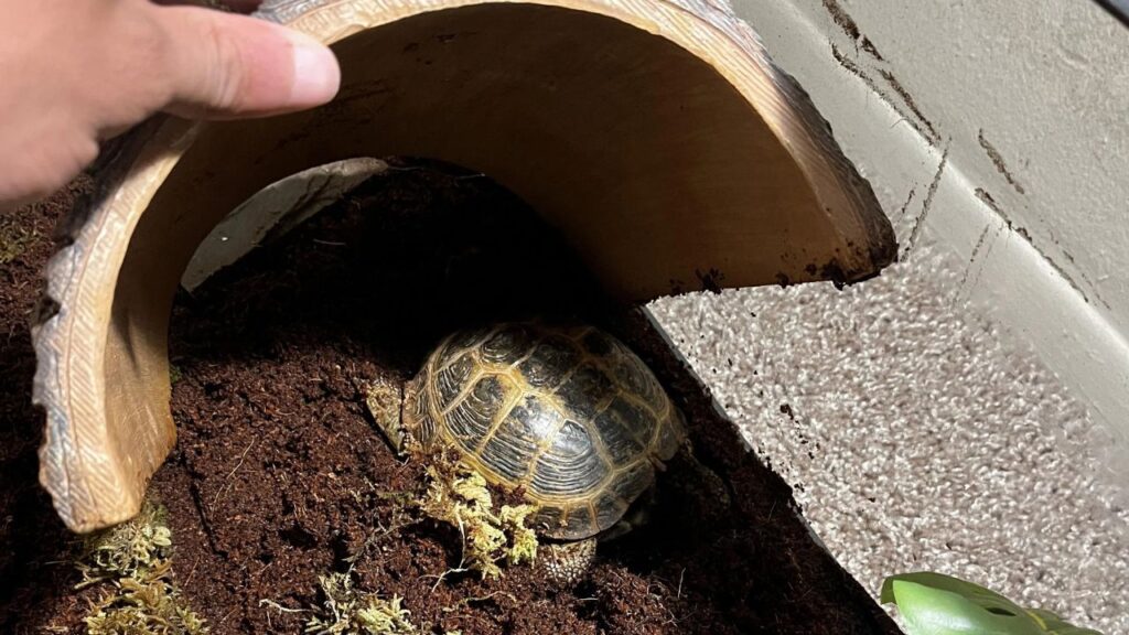Tortoise Hibernation