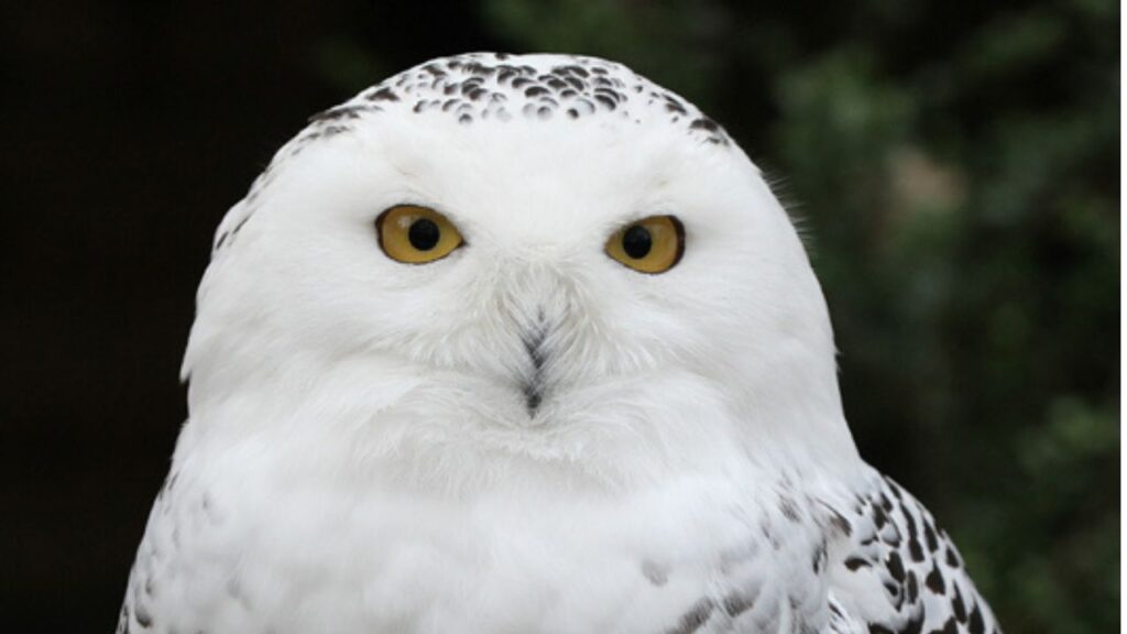 Snow Owl