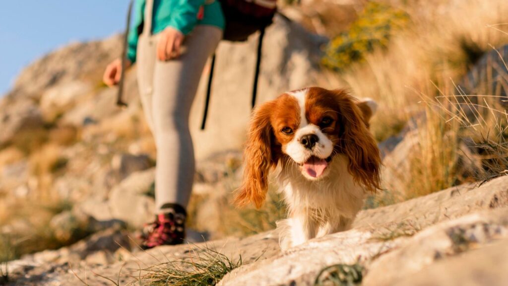 Cavalier King Charles Spaniel