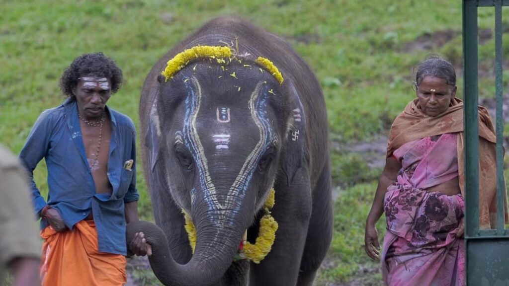 The Elephant Whisperers: The Story of Raghu and His Caregivers