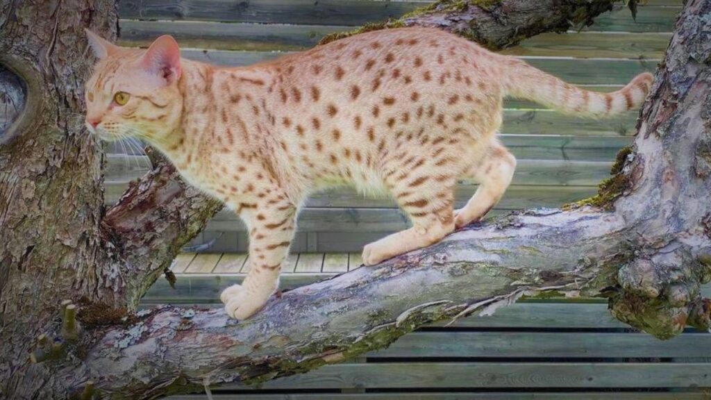 Ocicat