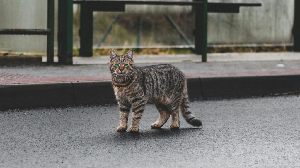 Ocicat