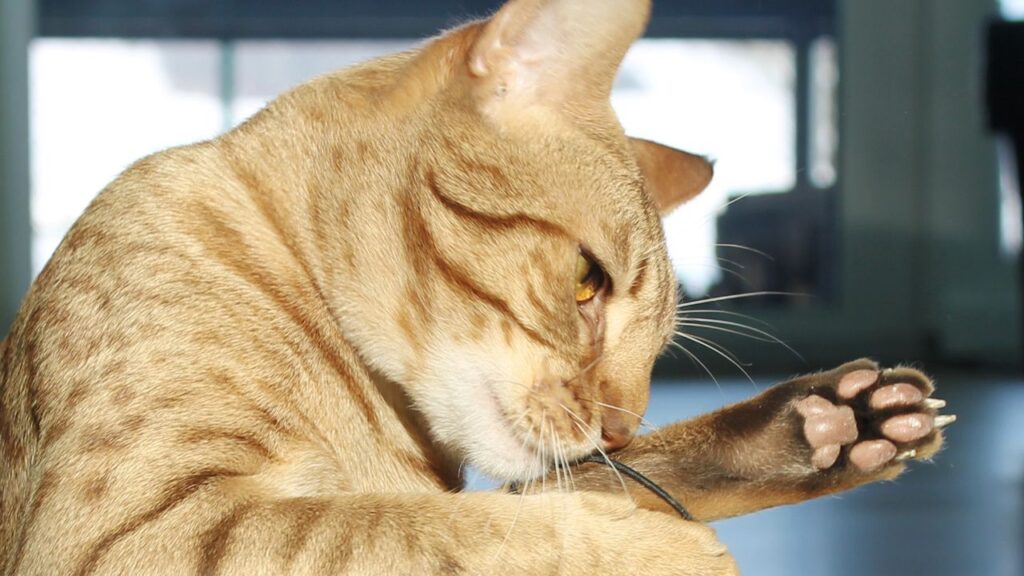 Ocicat