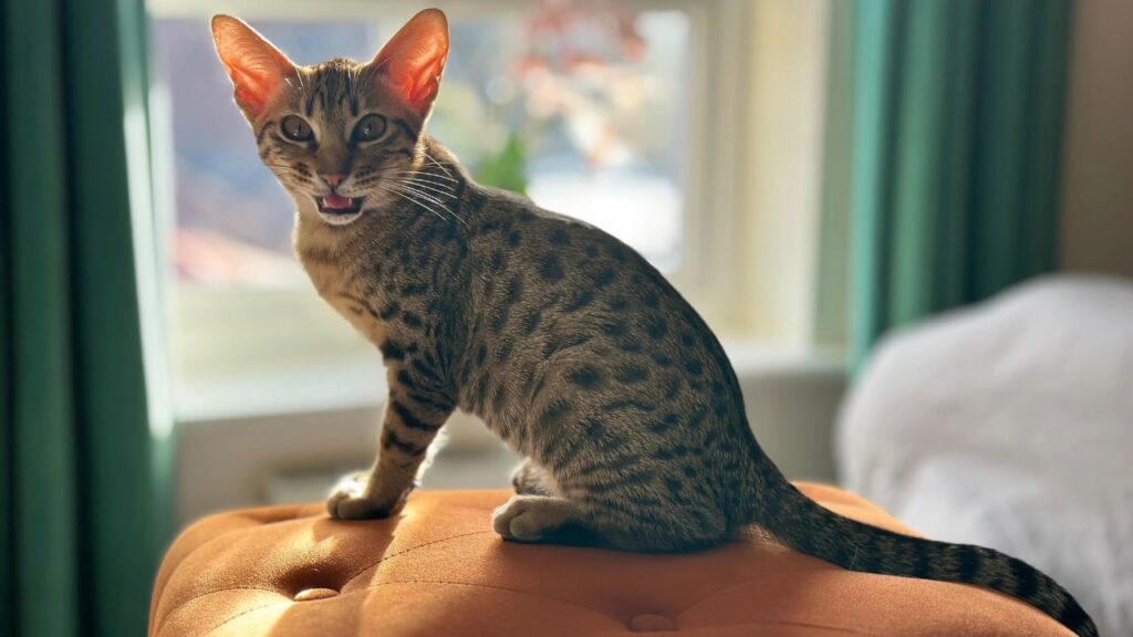 Ocicat