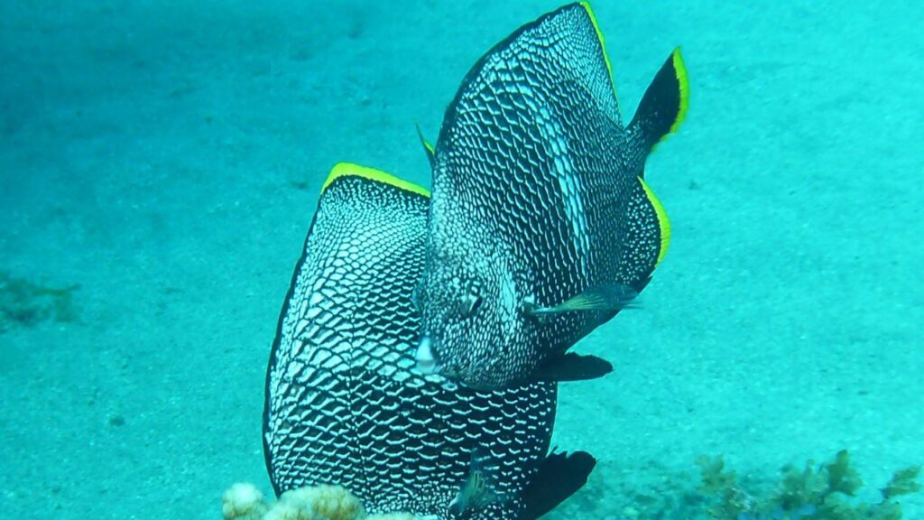 Wrought Iron Butterflyfish