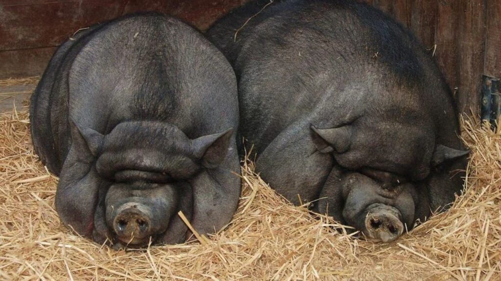 Large Black Pig