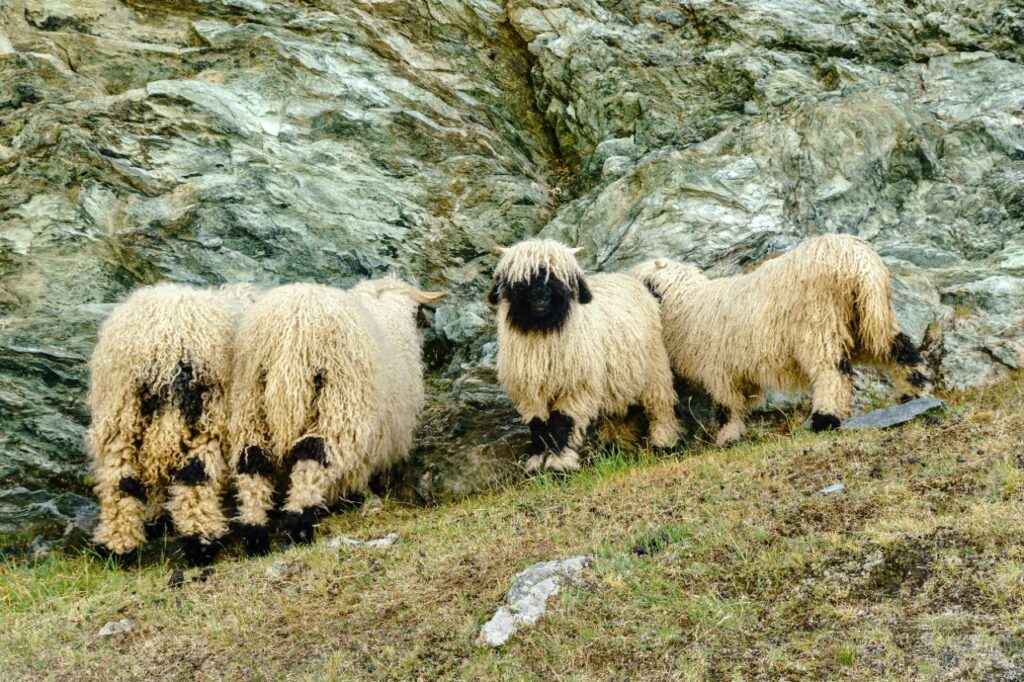 Valais Blacknose