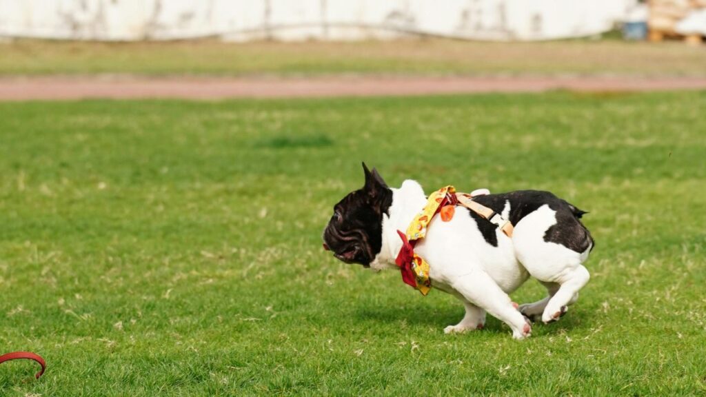 French Bulldog Running