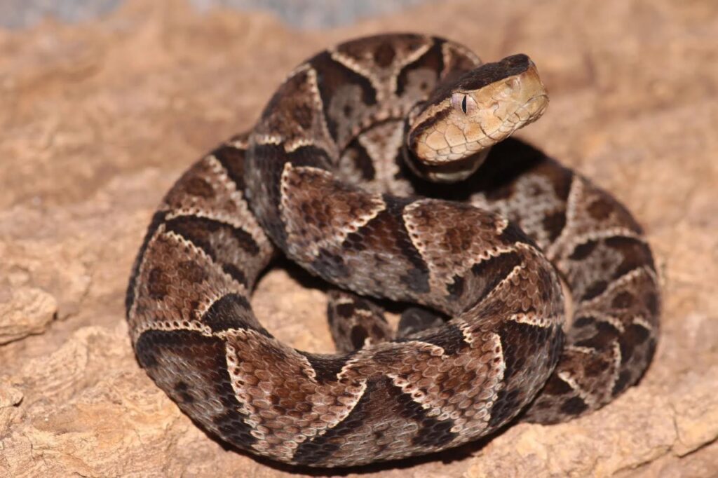 Fer-de-Lance Snake