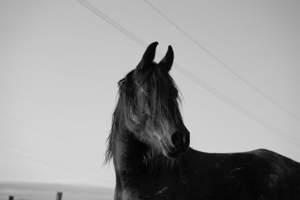 Horse in black and white