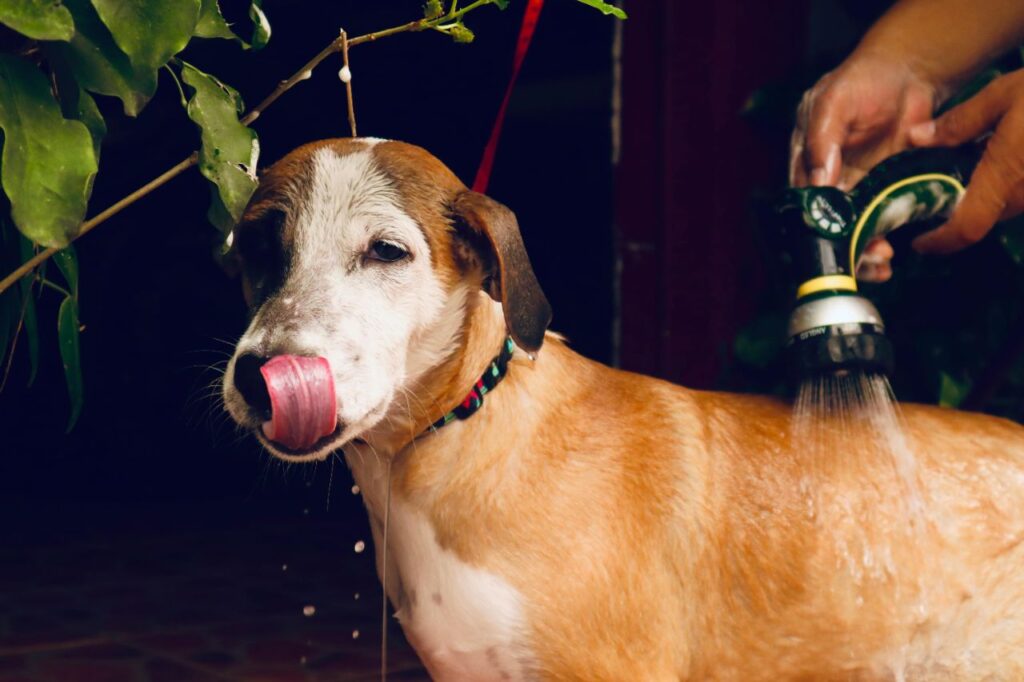 Washing Dog
