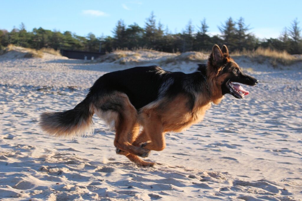A Sprinting German Shepherd