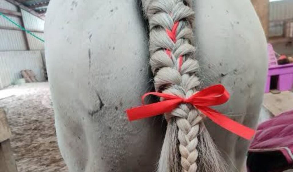 Red ribbon on horse