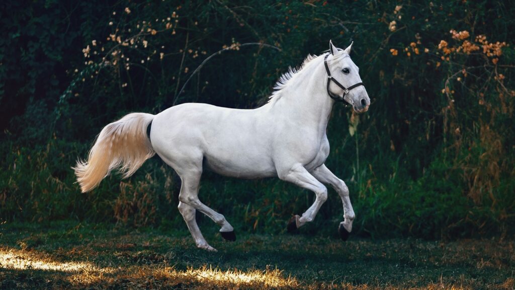 White Horse