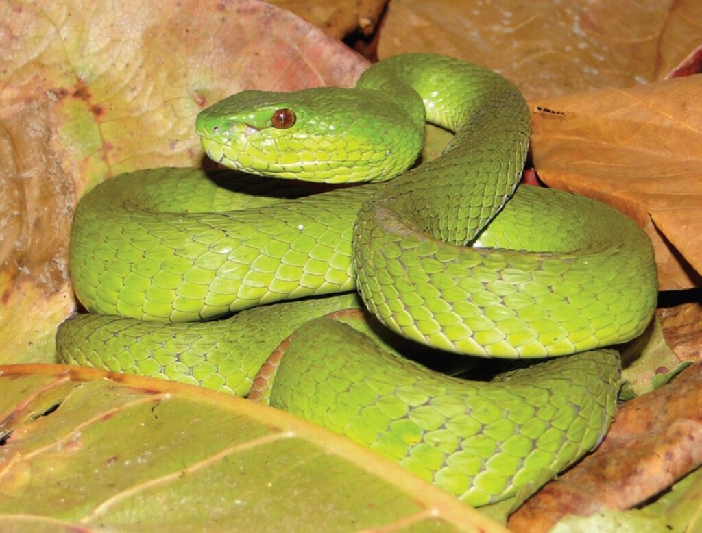 White-Lipped Island Pit Viper