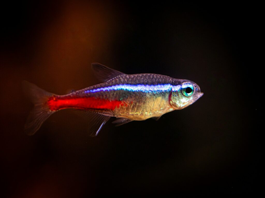Closeup of a Neon Tetra