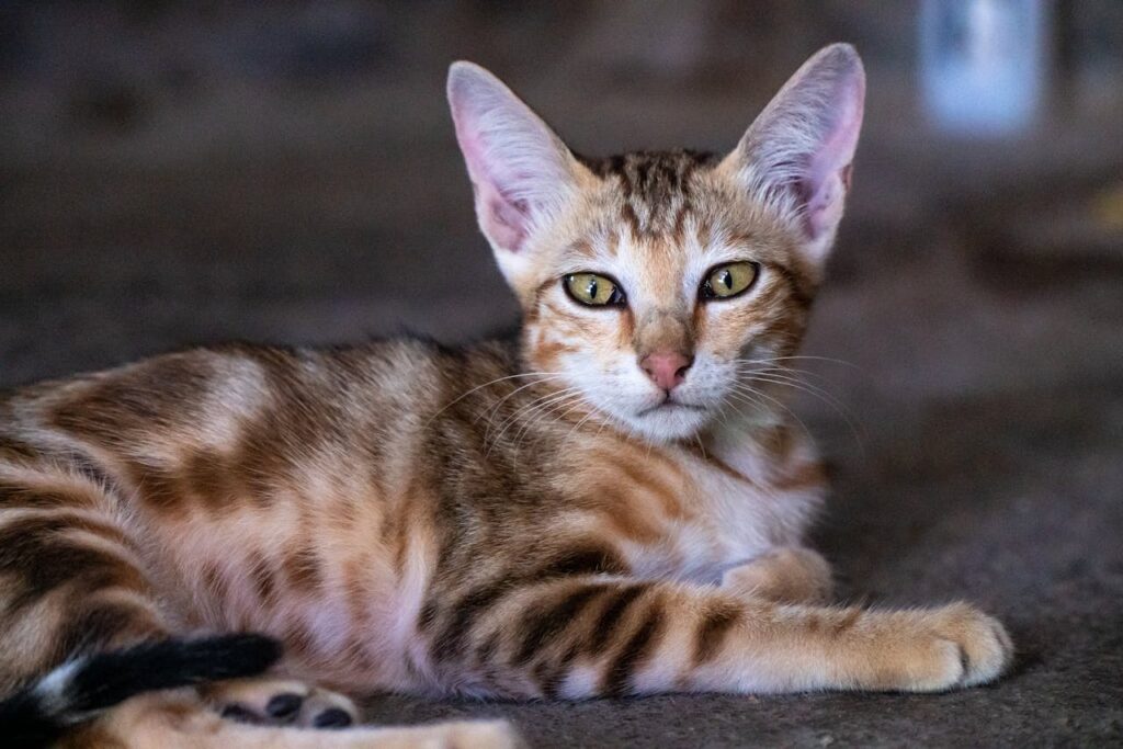 Bengal Cat