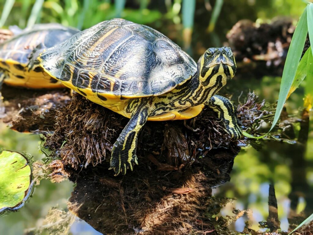 Yellow-Bellied Slider