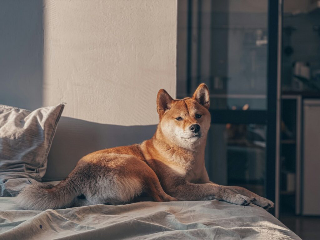 Shiba Inu