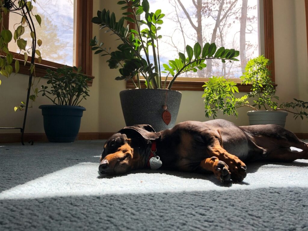 Dachshund Sad