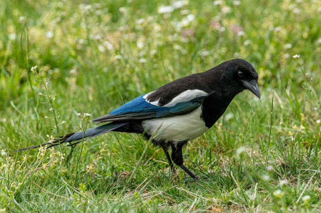 Magpie