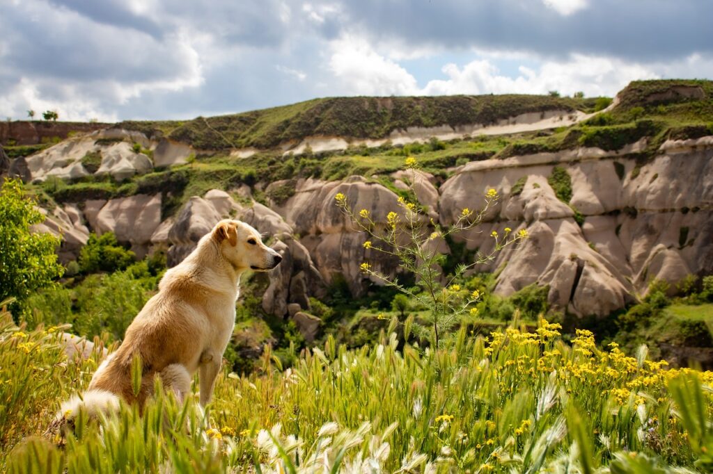Dog on a mountain