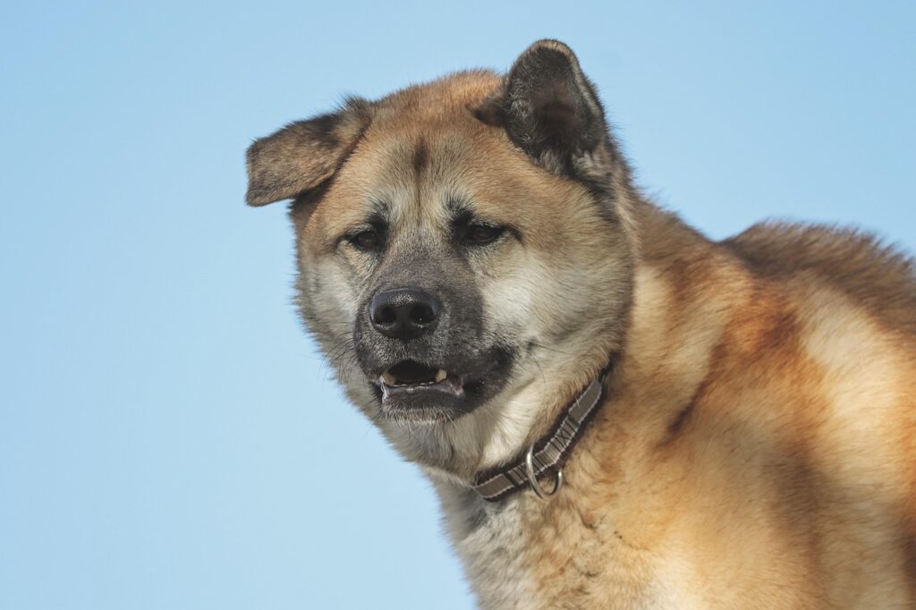 American Akita