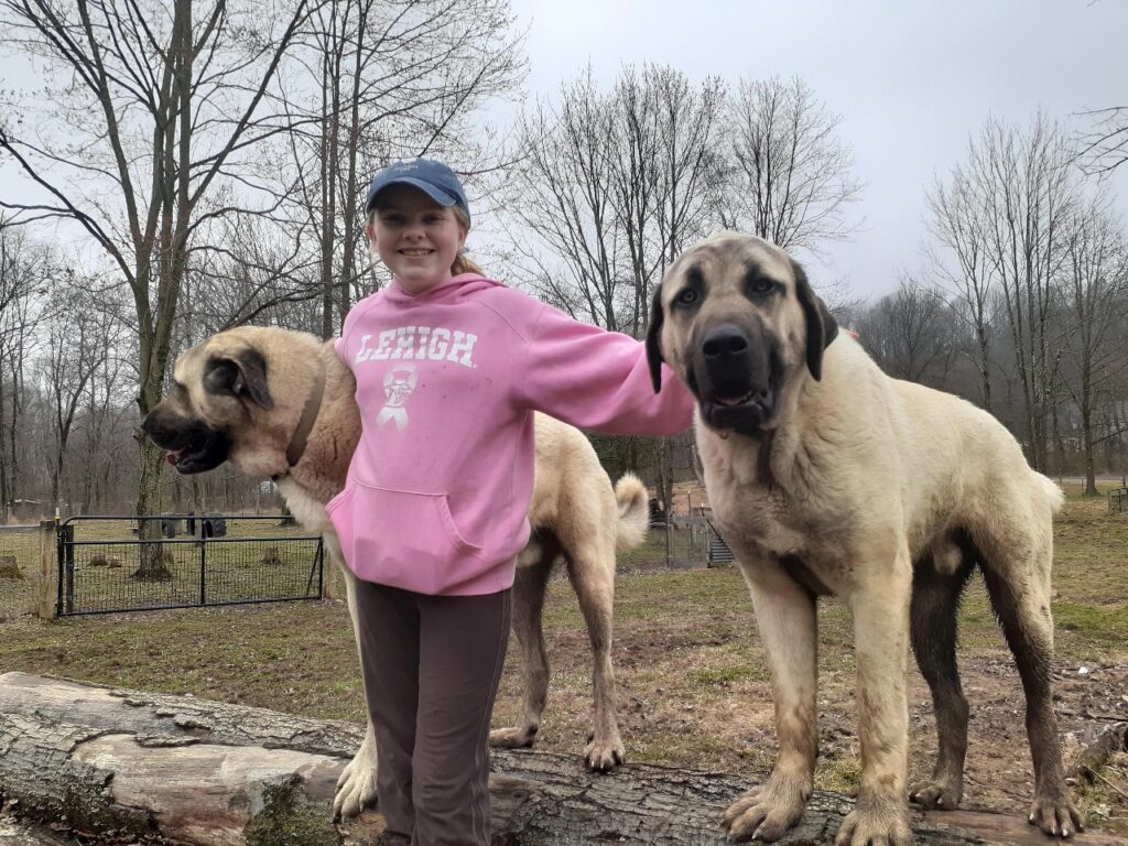 Kangal