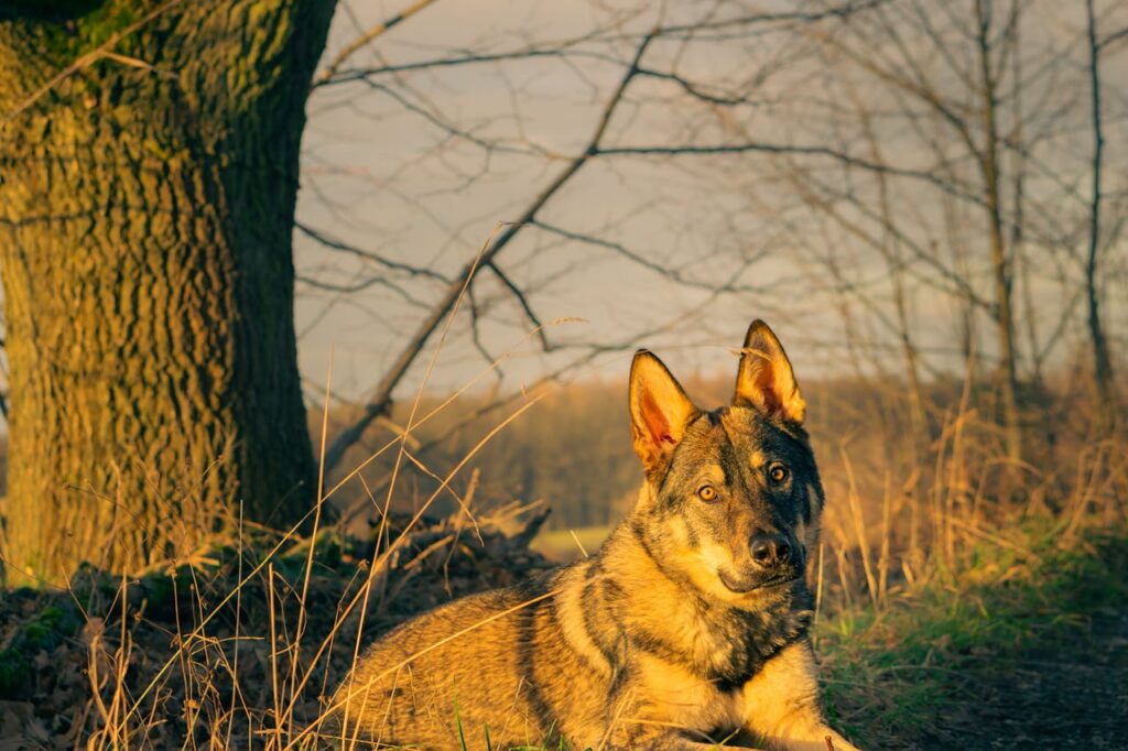 German Shepherd