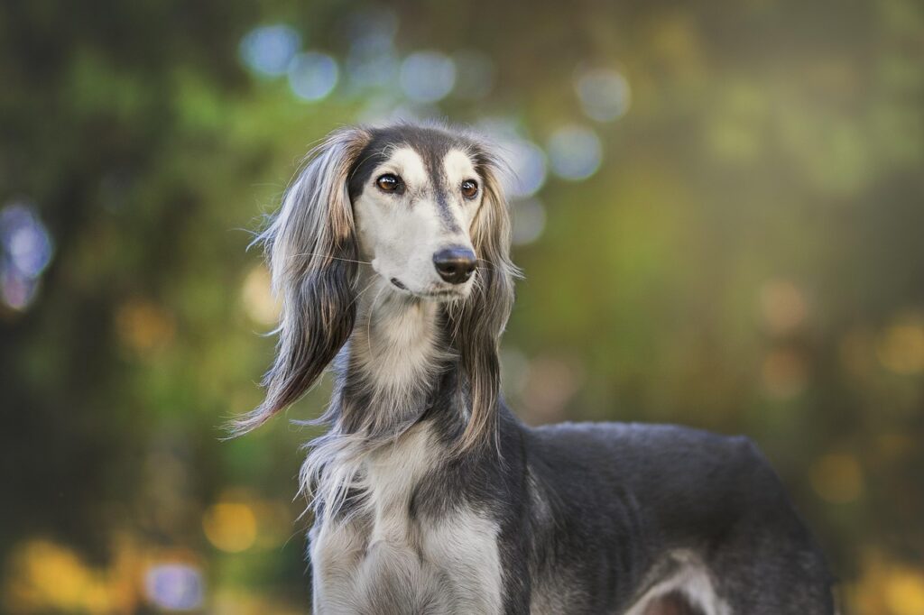 Persian Greyhound