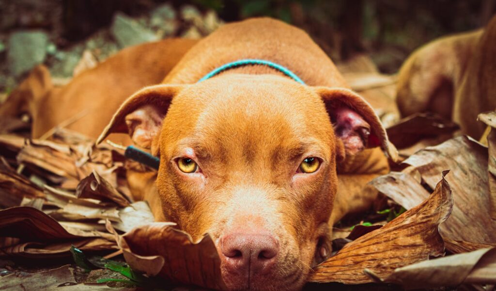 American Pitbull Terrier