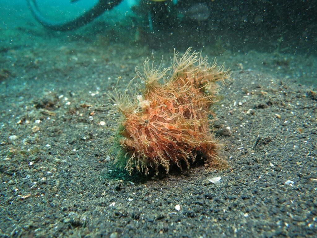 An Anglerfish