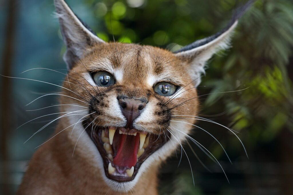 A fierce caracal