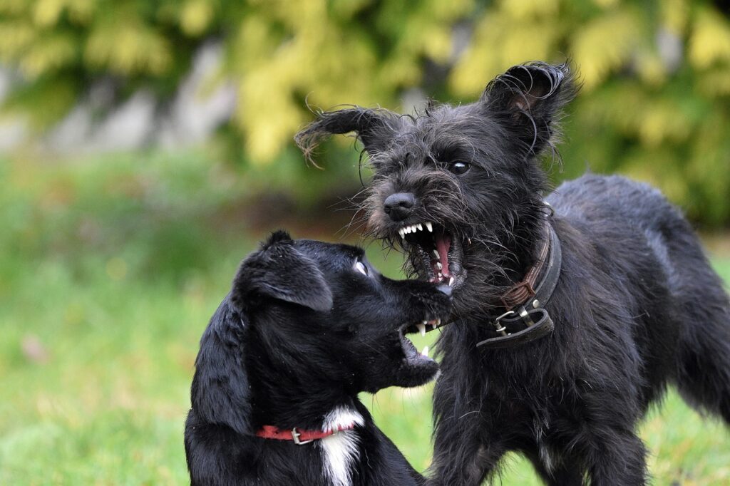 Two dogs fighting