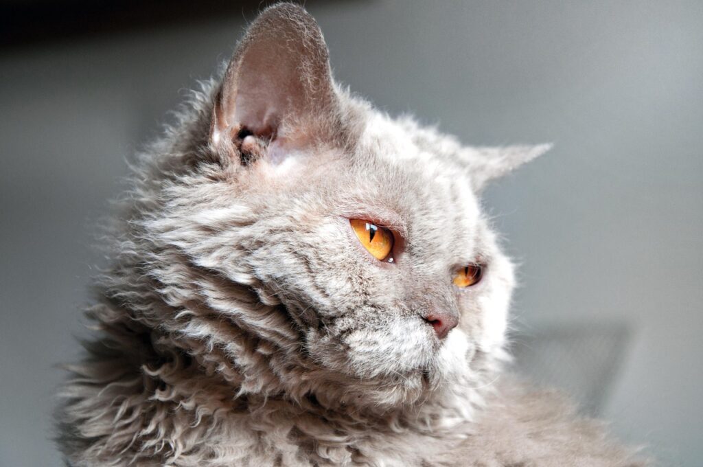 Closeup of a Selkirk Rex