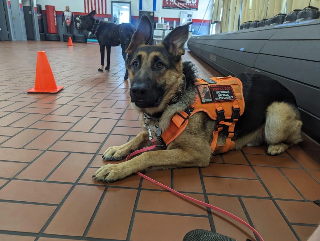 German Shepherd Service dog